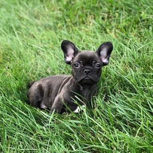 Meet your Posher, Lily